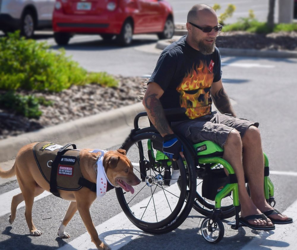 Veteran in wheelchair with service dog