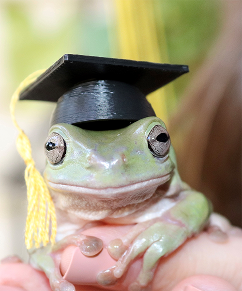 Headshot of a frog wearing a graduation cap.
