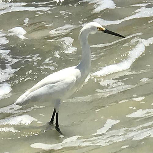 Bird in water.