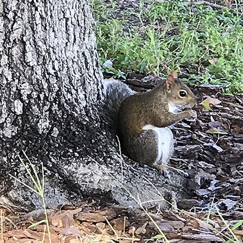 Squirrel at base of a tree.