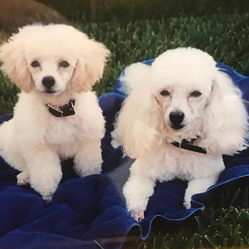 Ana's beloved toy poodles: King Arthur and Magical Merlin