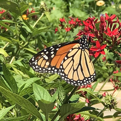 Monarch butterfly on plant at Leu Gardens.