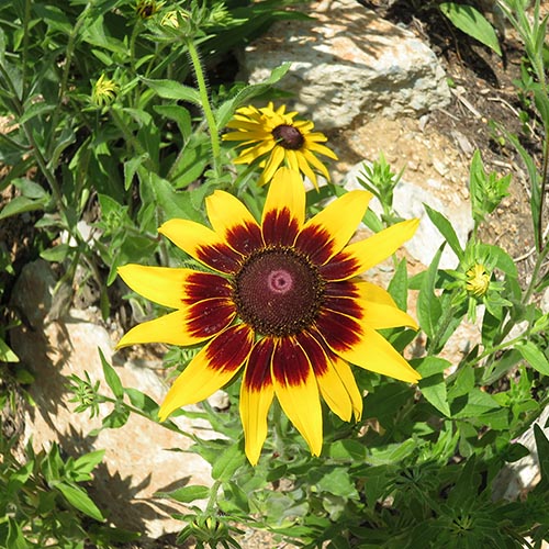 Yellow and brown flower.