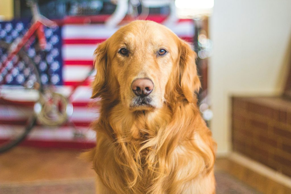 Dog in front of American flag