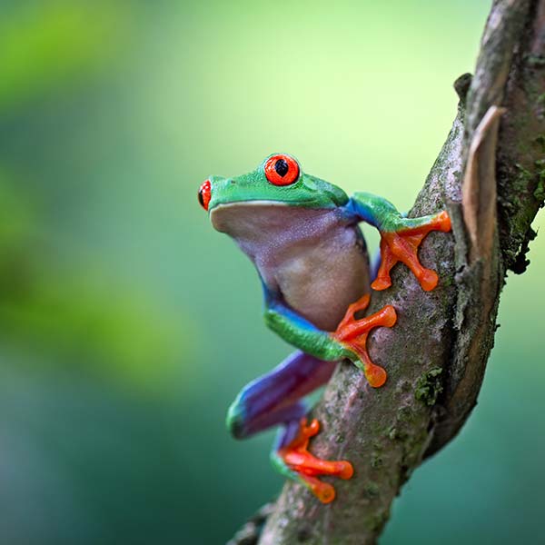 Red eyed tree frog, Agalychnis callydrias ready to jump. A tropical animal from the rain forest of Costa Rica